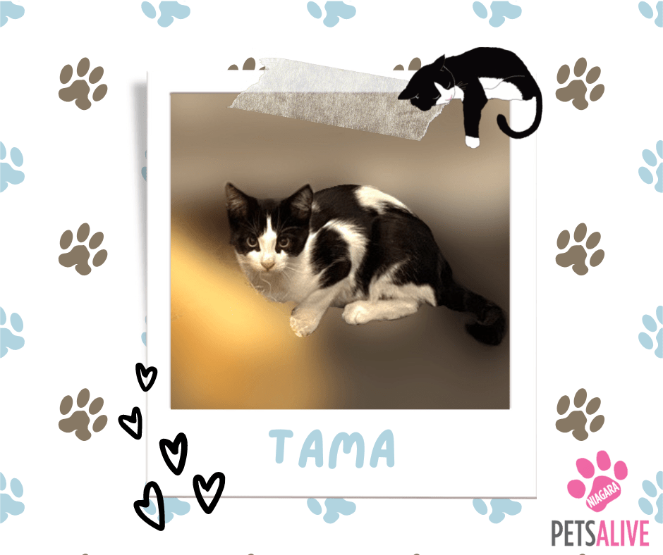 Tama, Adoptable Cat, Niagara