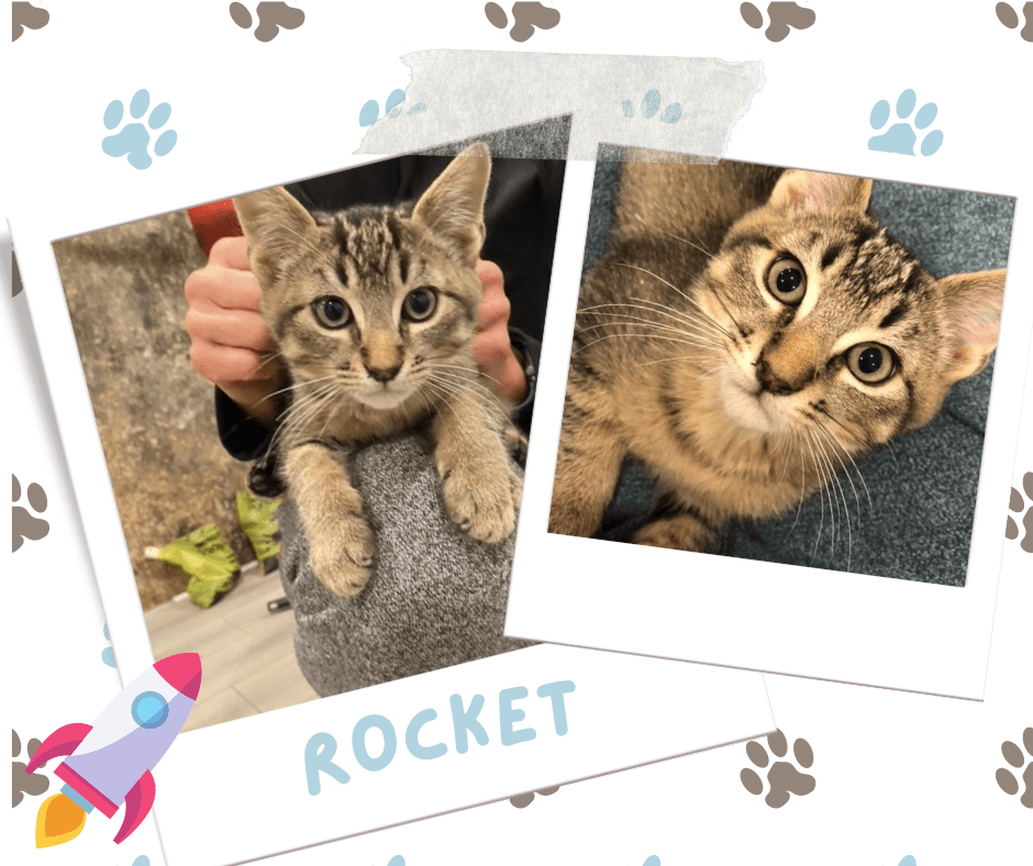 Rocket, Adoptable Cat, Niagara