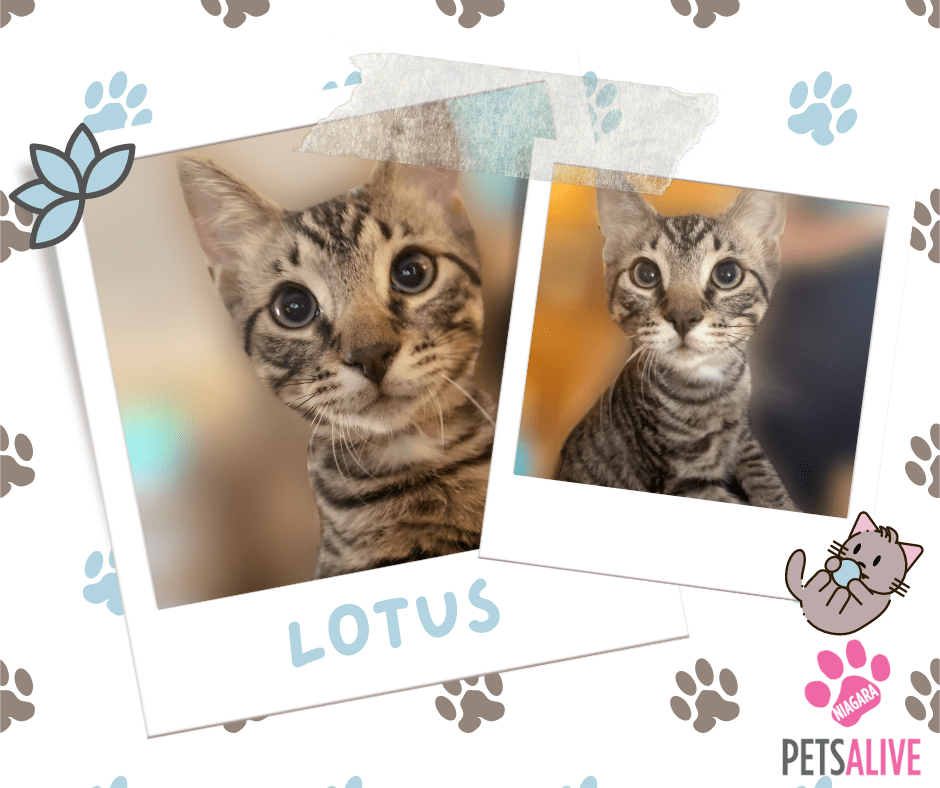 Lotus, Adoptable Cat, Niagara