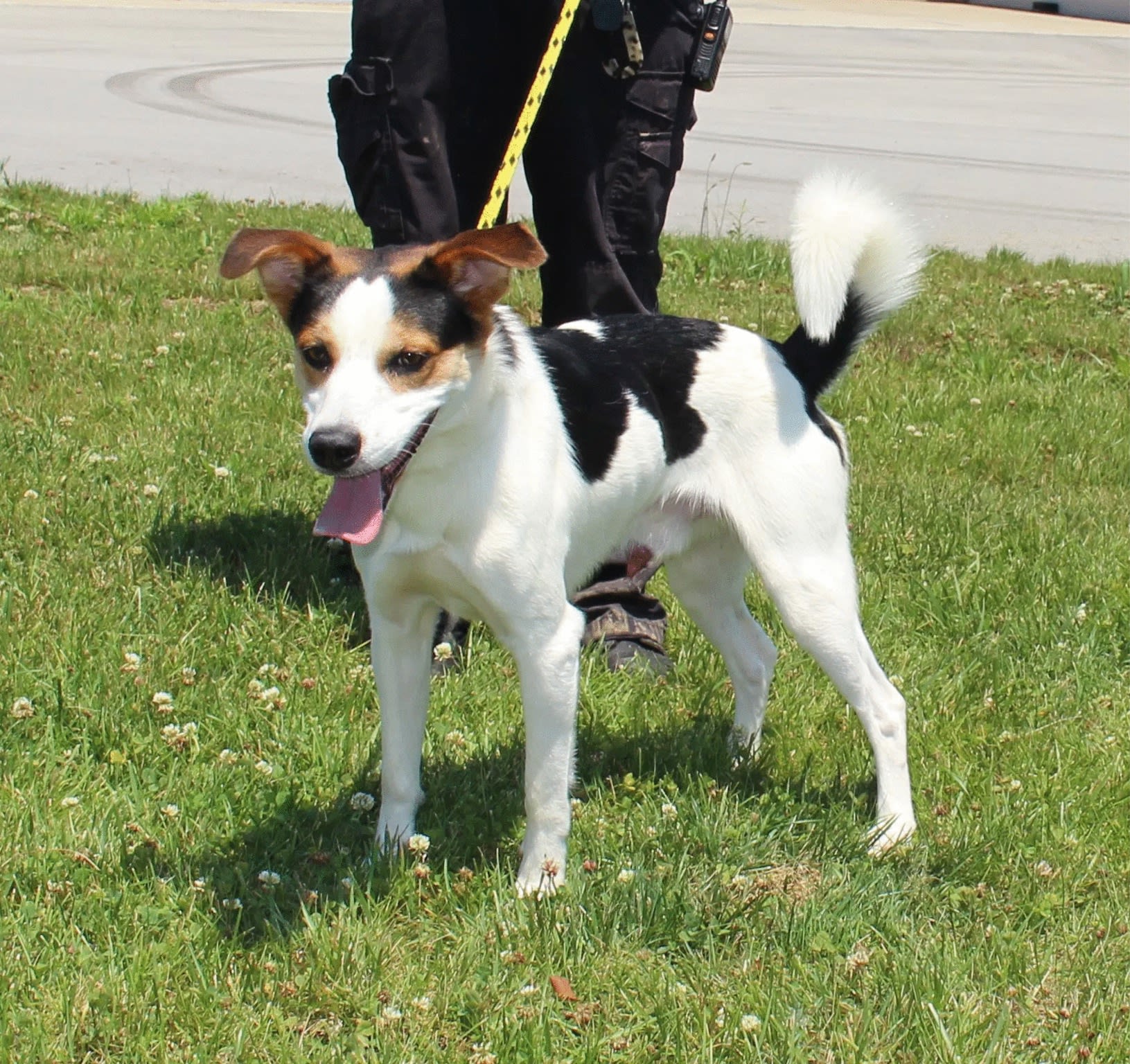 Rex Adoptable Dog, Niagara