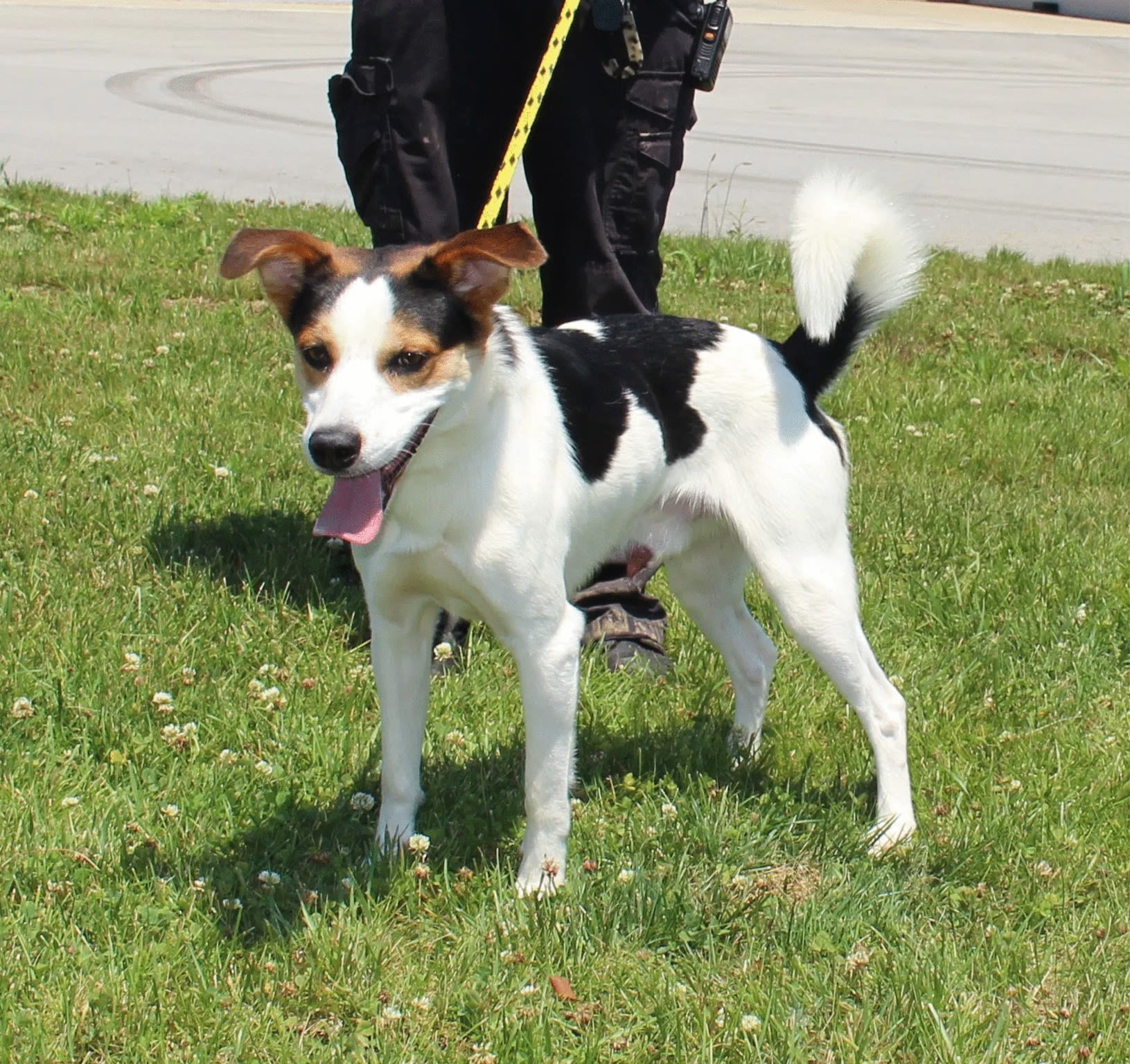 Rex Adoptable Dog, Niagara