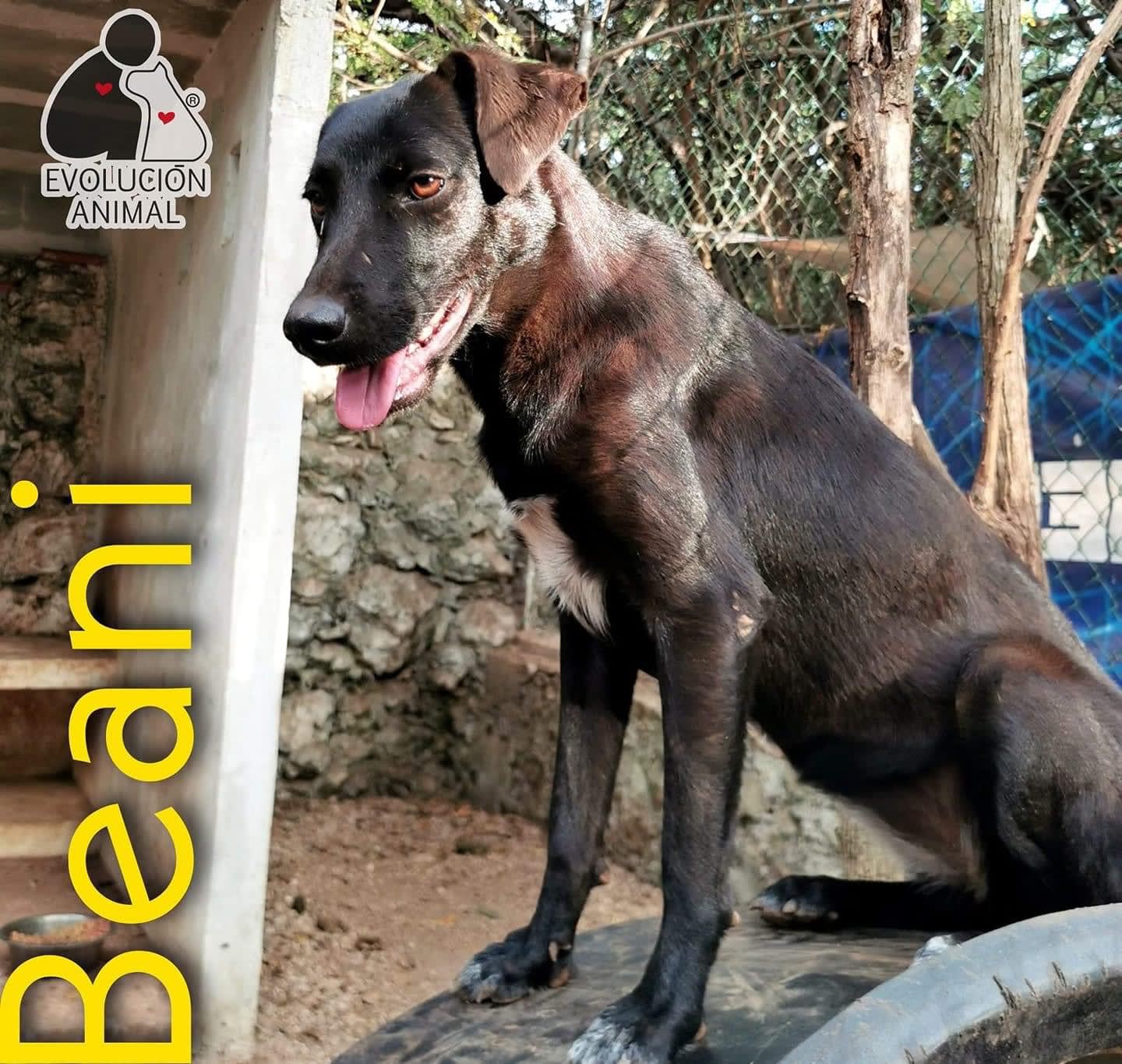 Beani, Adoptable Dog, Niagara