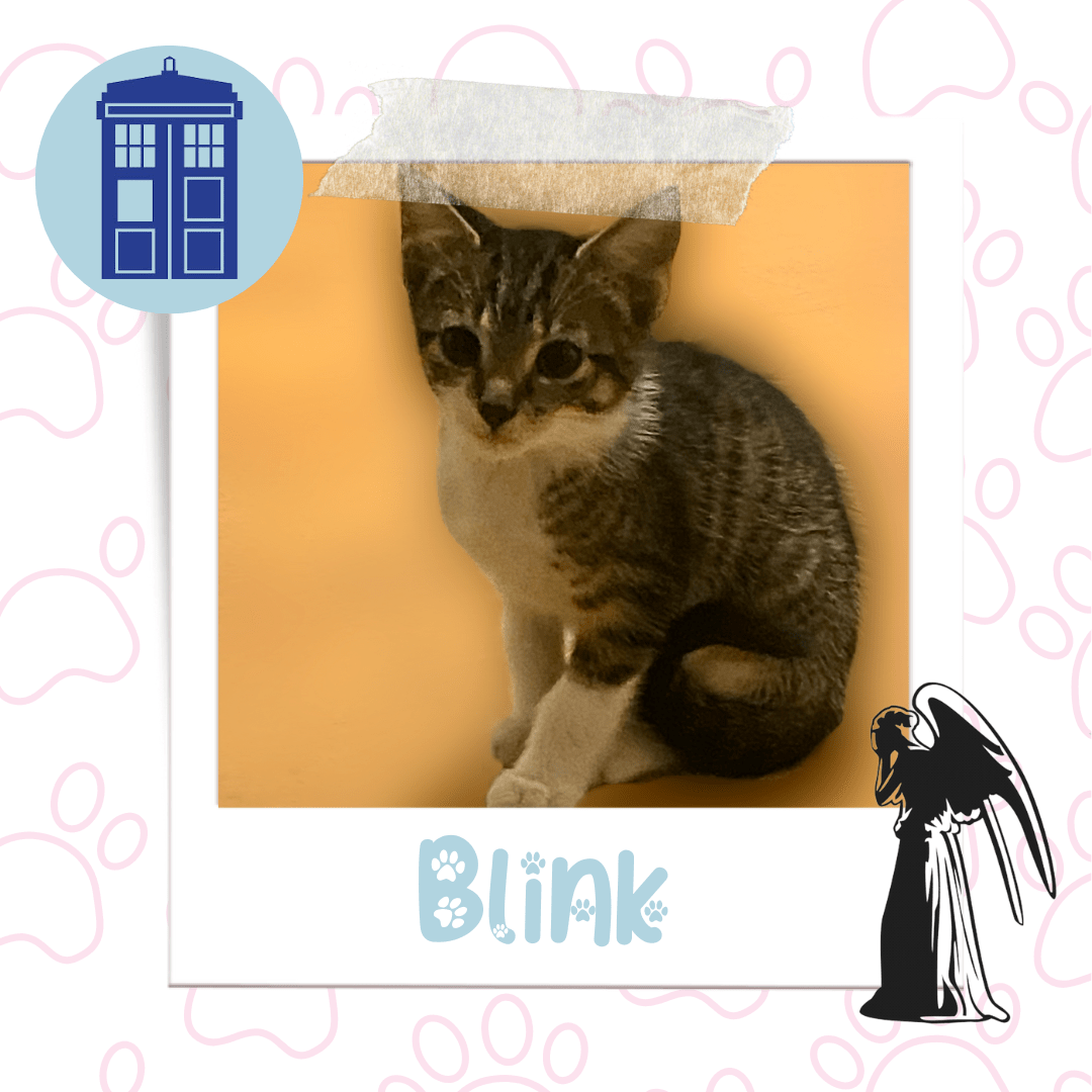 Blink, Adoptable Cat, Niagara