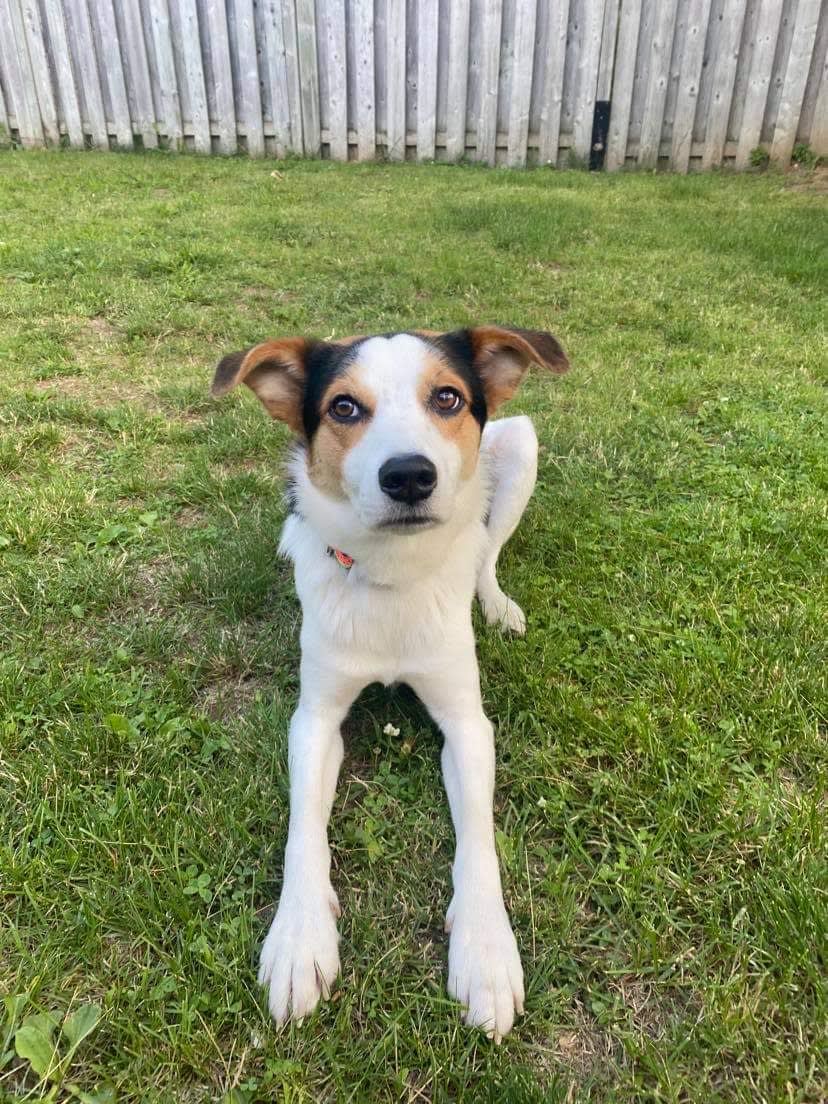 Rex, Adoptable Dog, Niagara