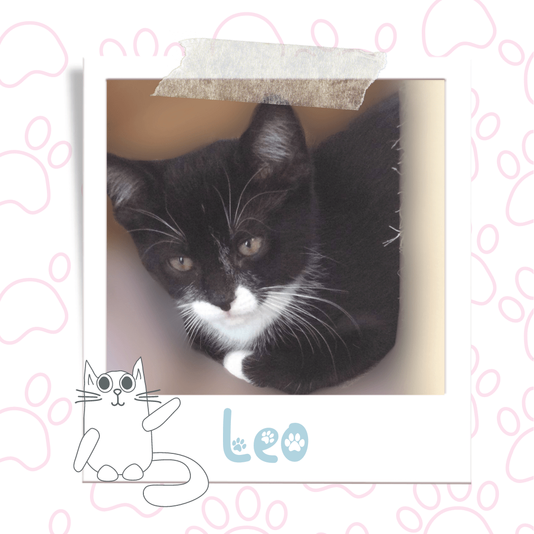 Leo, Adoptable Cat, Niagara