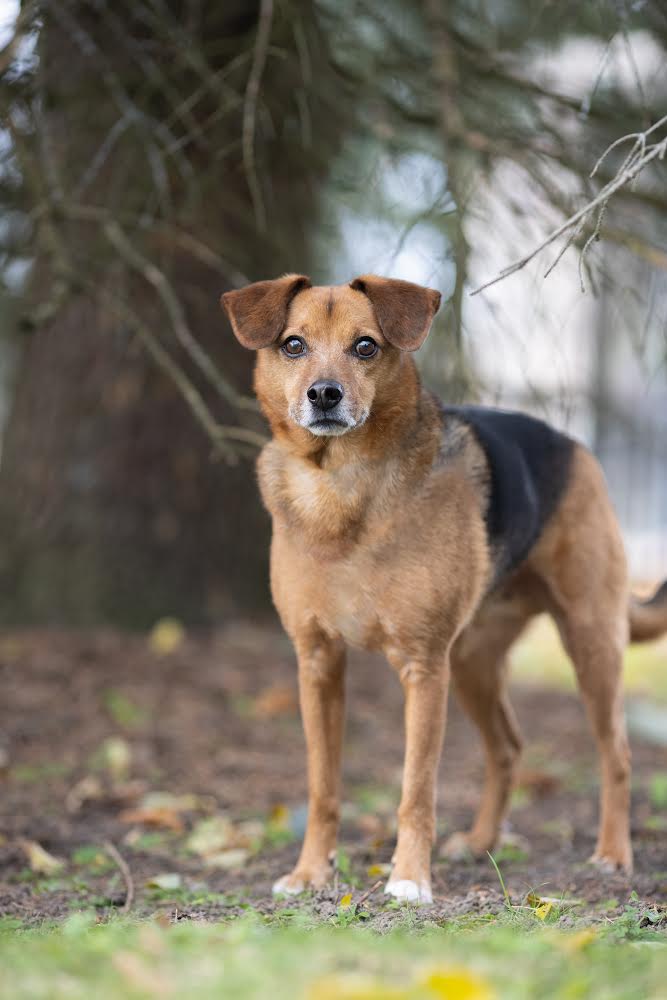 Buddy, Adoptable Dog, Niagara