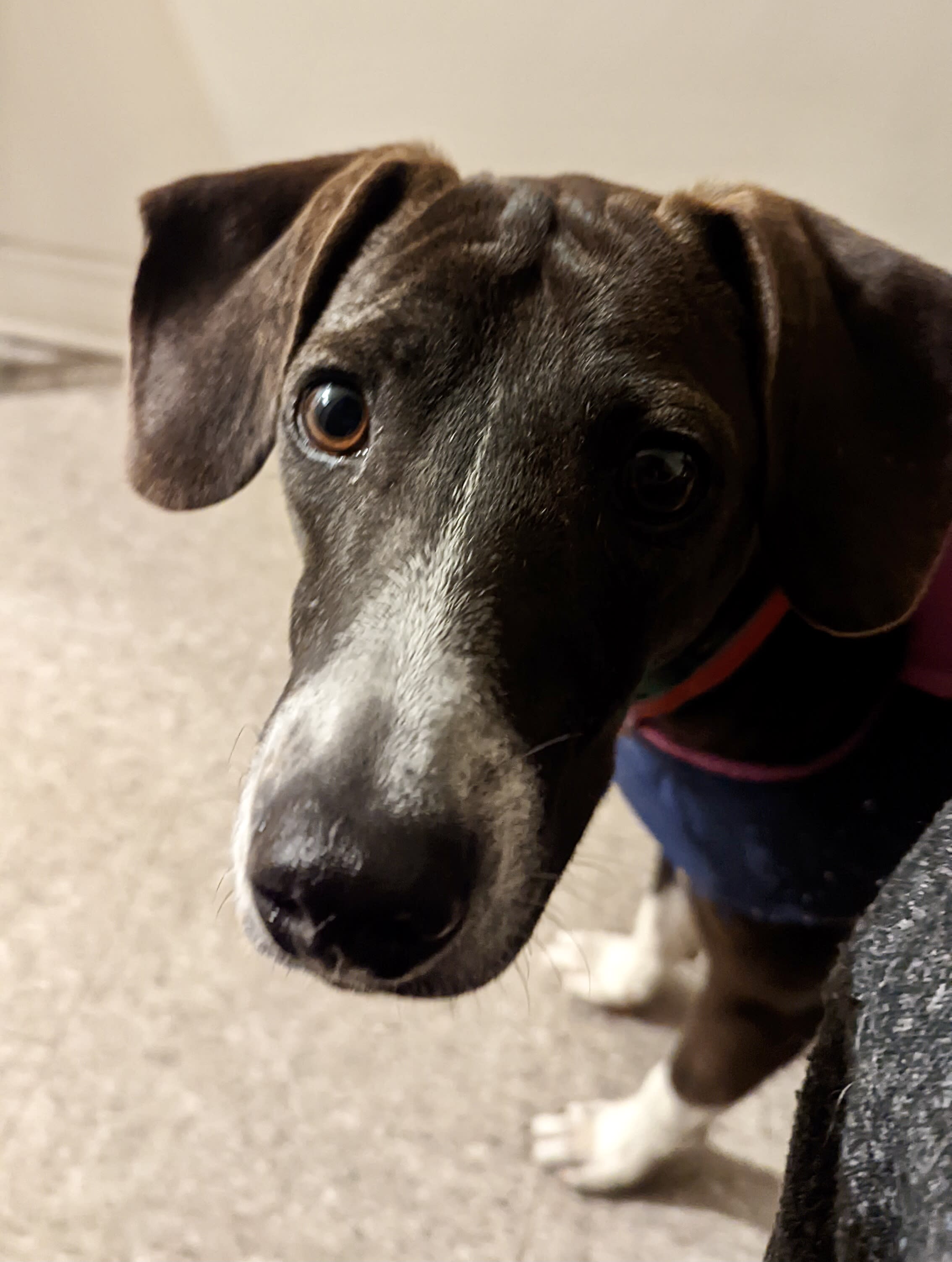Bono, Adoptable Dog, Niagara