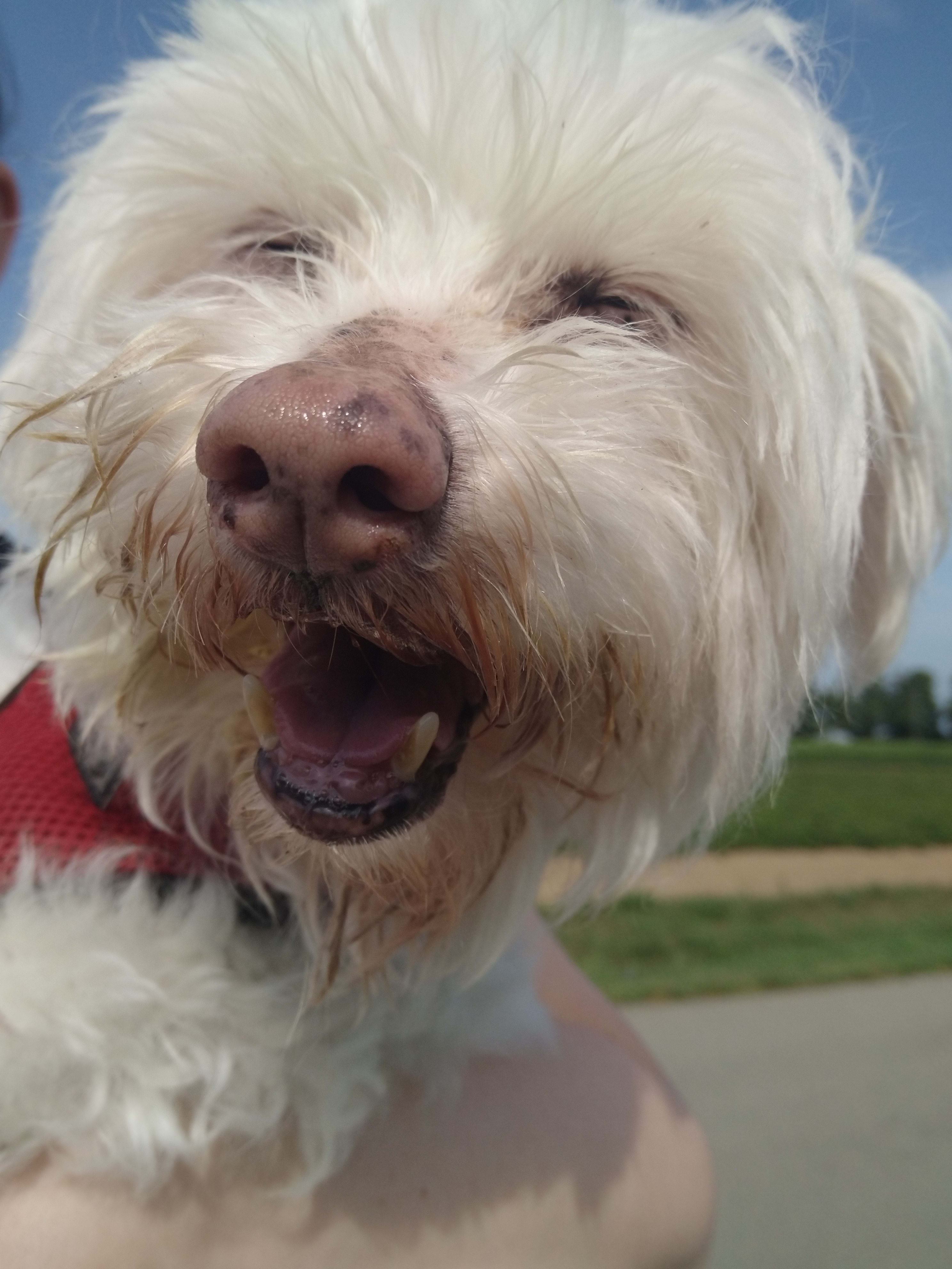 Mr Fredricksen, Adoptable Dog, Niagara