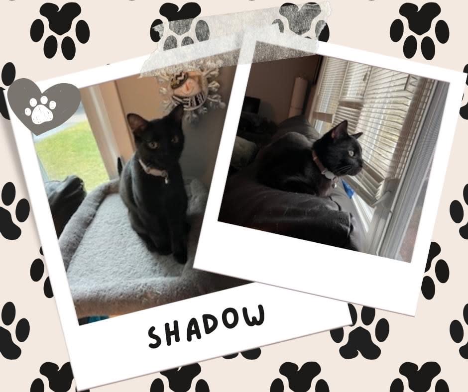 Shadow, Adoptable Cat, Niagara