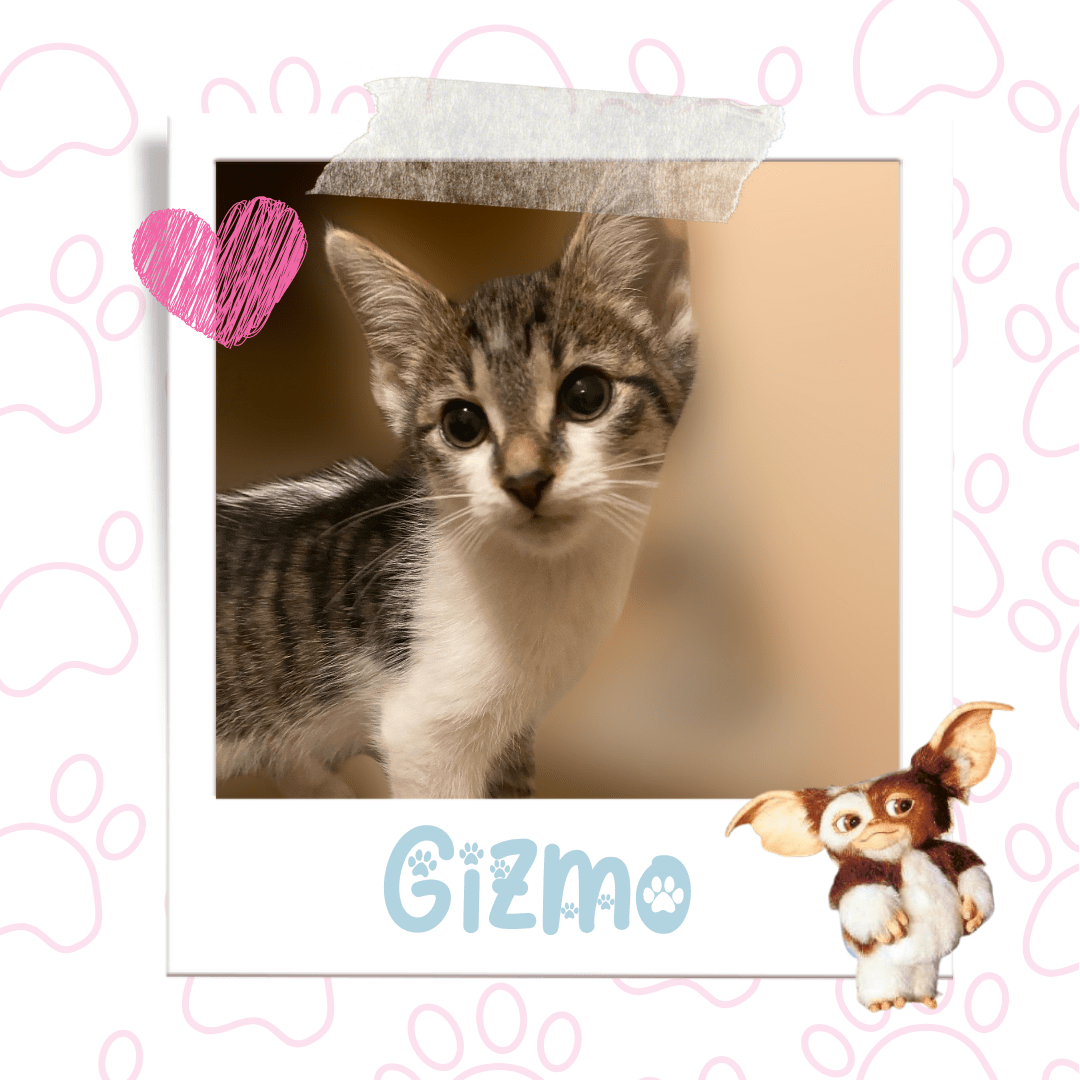 Gizmo, Adoptable Cat, Niagara