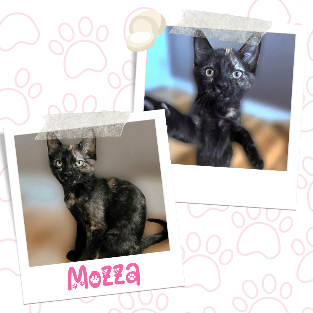 Mozza, Adoptable Cat, Niagara