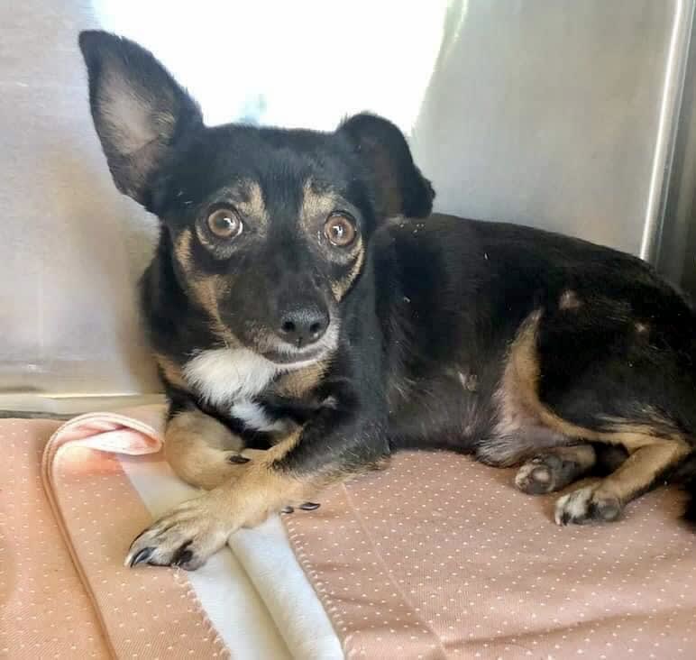Malone, Adoptable Dog, Niagara