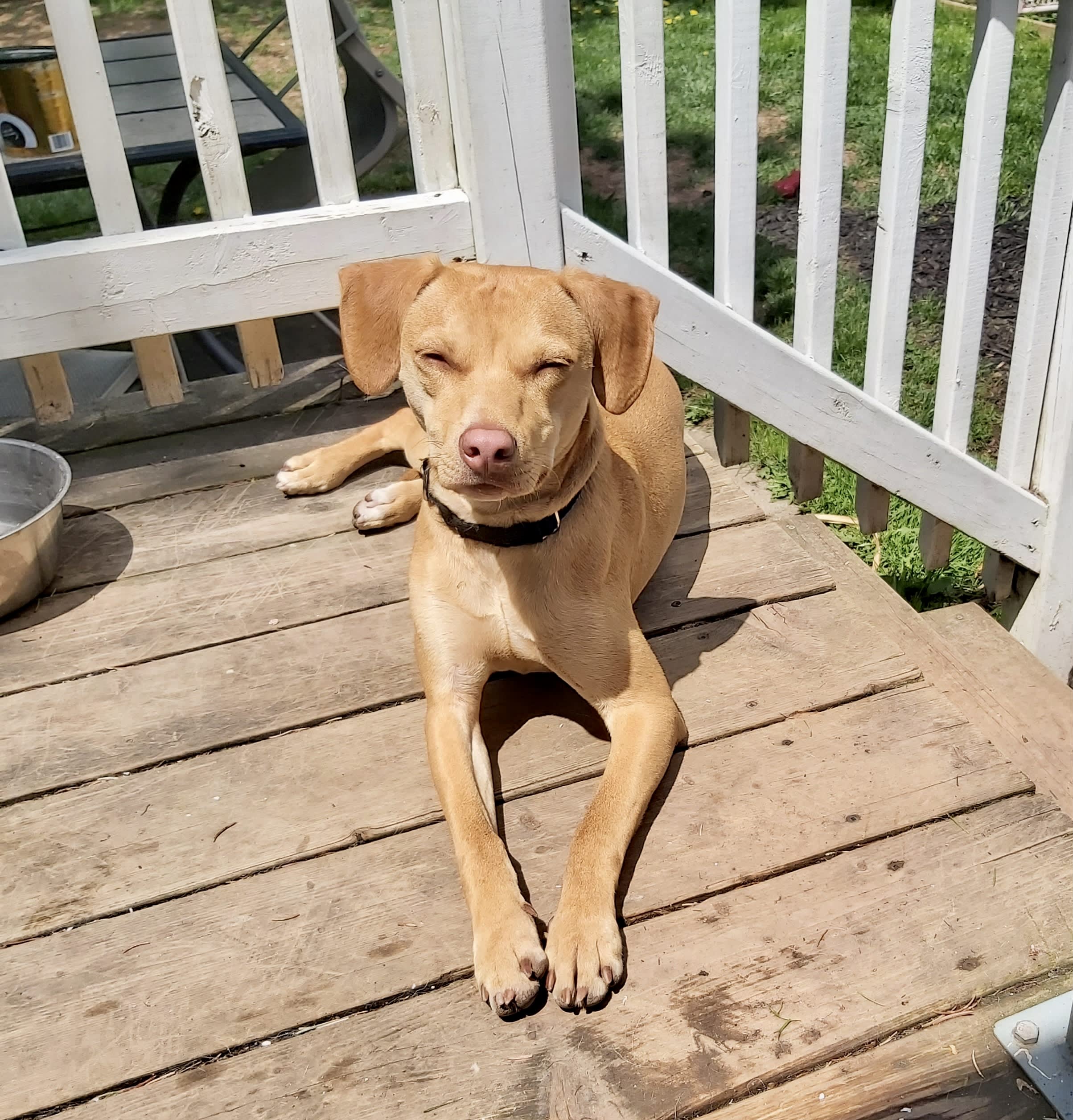Cato, Adoptable Dog, Niagara