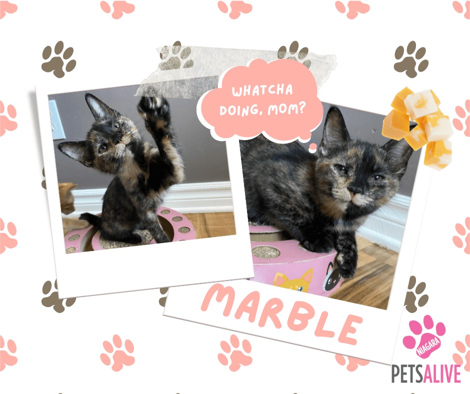 Marble, Adoptable Cat, Niagara