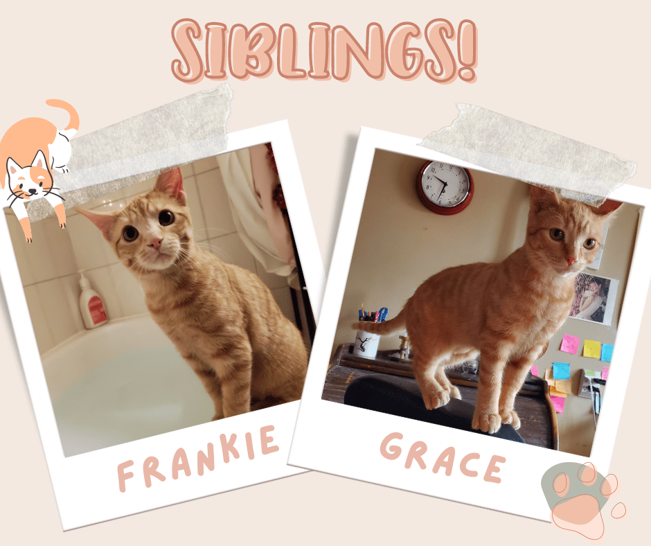 Frankie and Grace, Adoptable Cat, Niagara