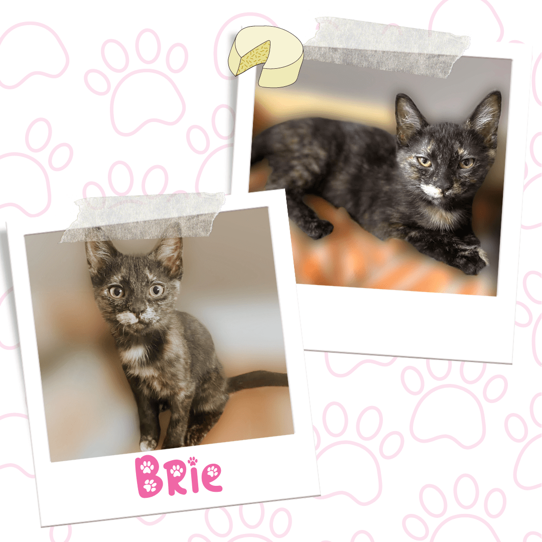 Brie, Adoptable Cat, Niagara