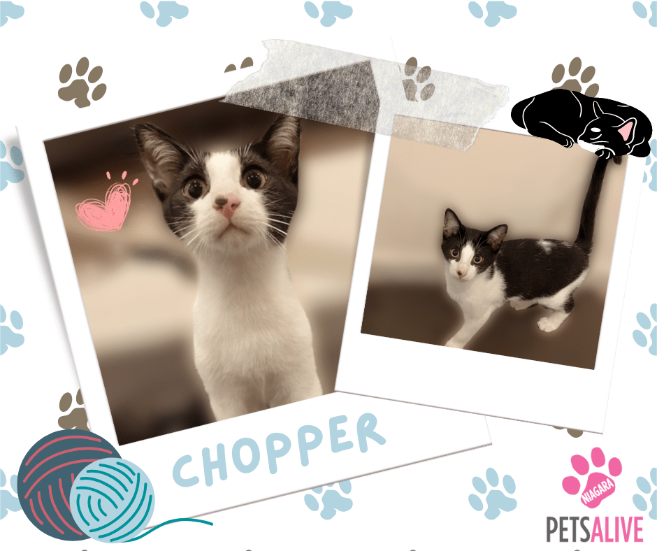 Chopper, Adoptable Cat, Niagara