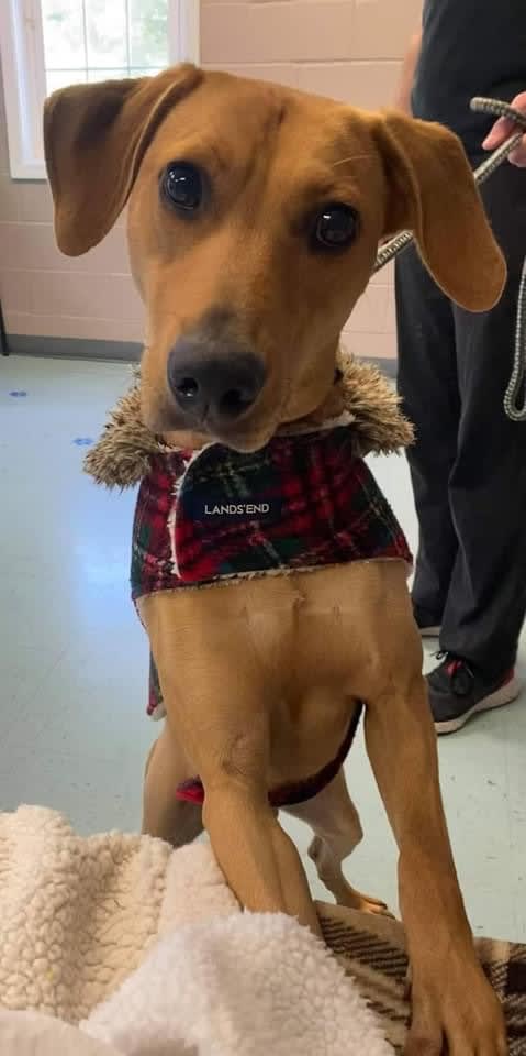 Buck, Adoptable Dog, Niagara