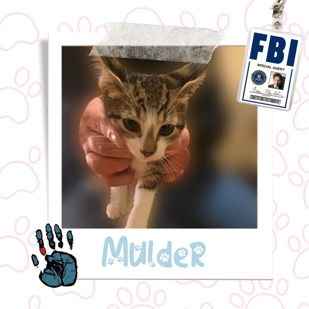 Mulder, Adoptable Cat, Niagara