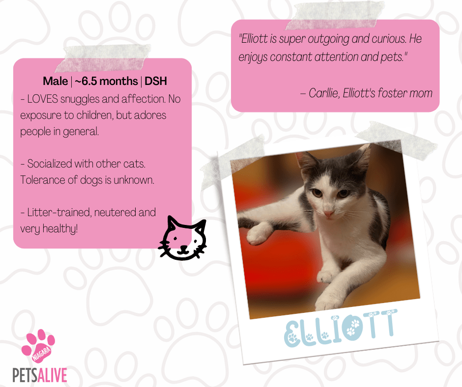 Elliott, Adoptable Cat, Niagara