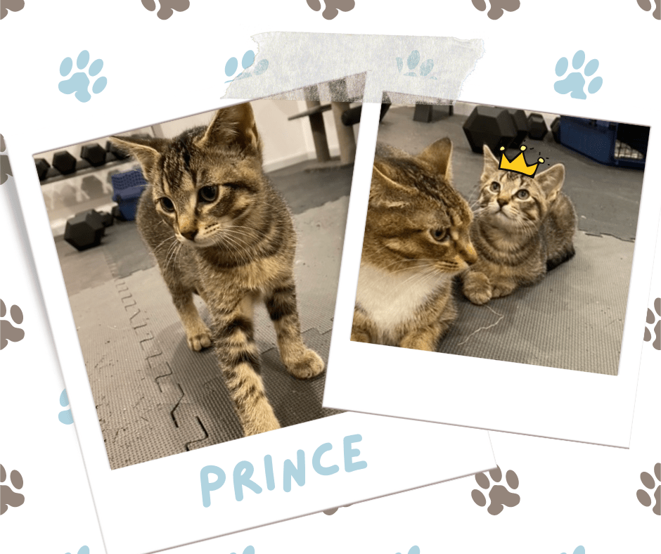 Prince, Adoptable Cat, Niagara