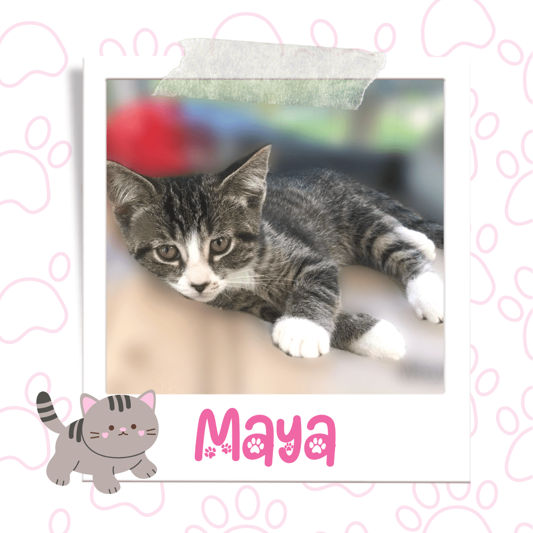 Maya, Adoptable Cat, Niagara