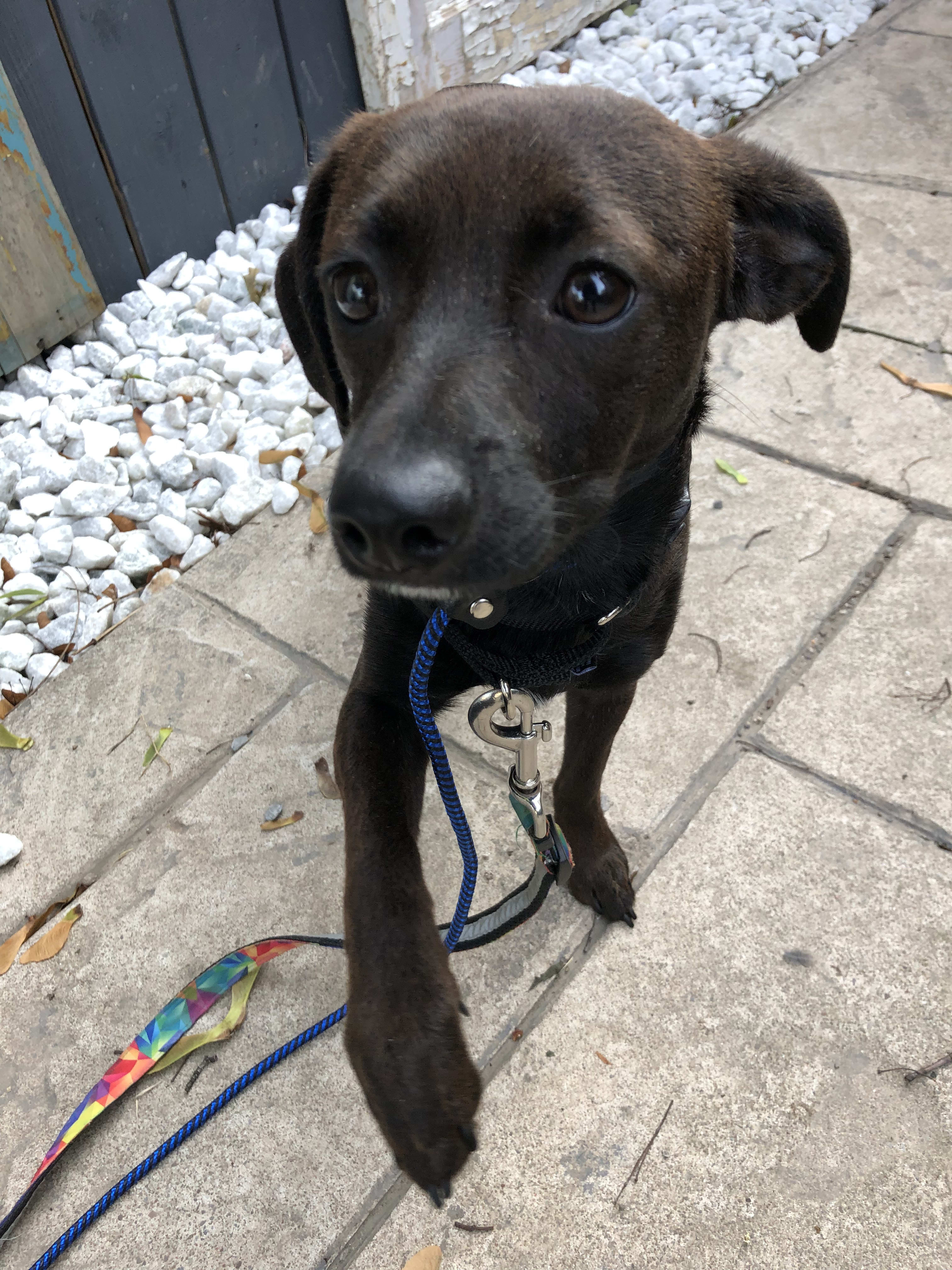 Louie, Adoptable Dog, Niagara