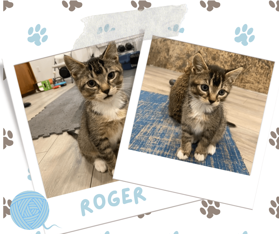 Roger, Adoptable Cat, Niagara