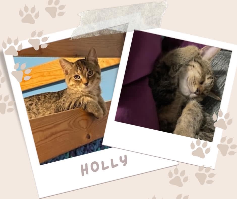 Holly, Adoptable Cat, Niagara