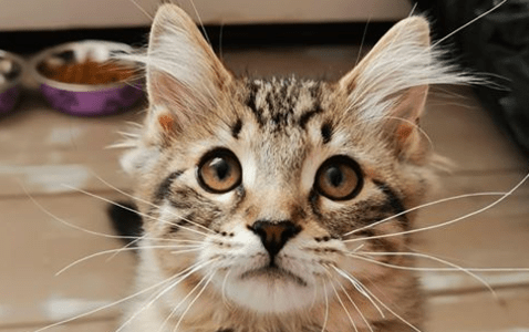 Cat Adoption | Pets Alive Niagara