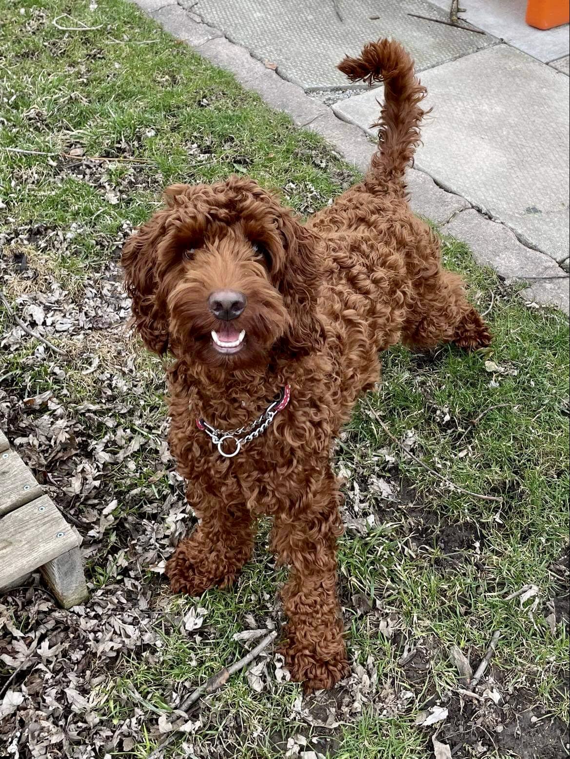 Milo, Adoptable Dog, Niagara