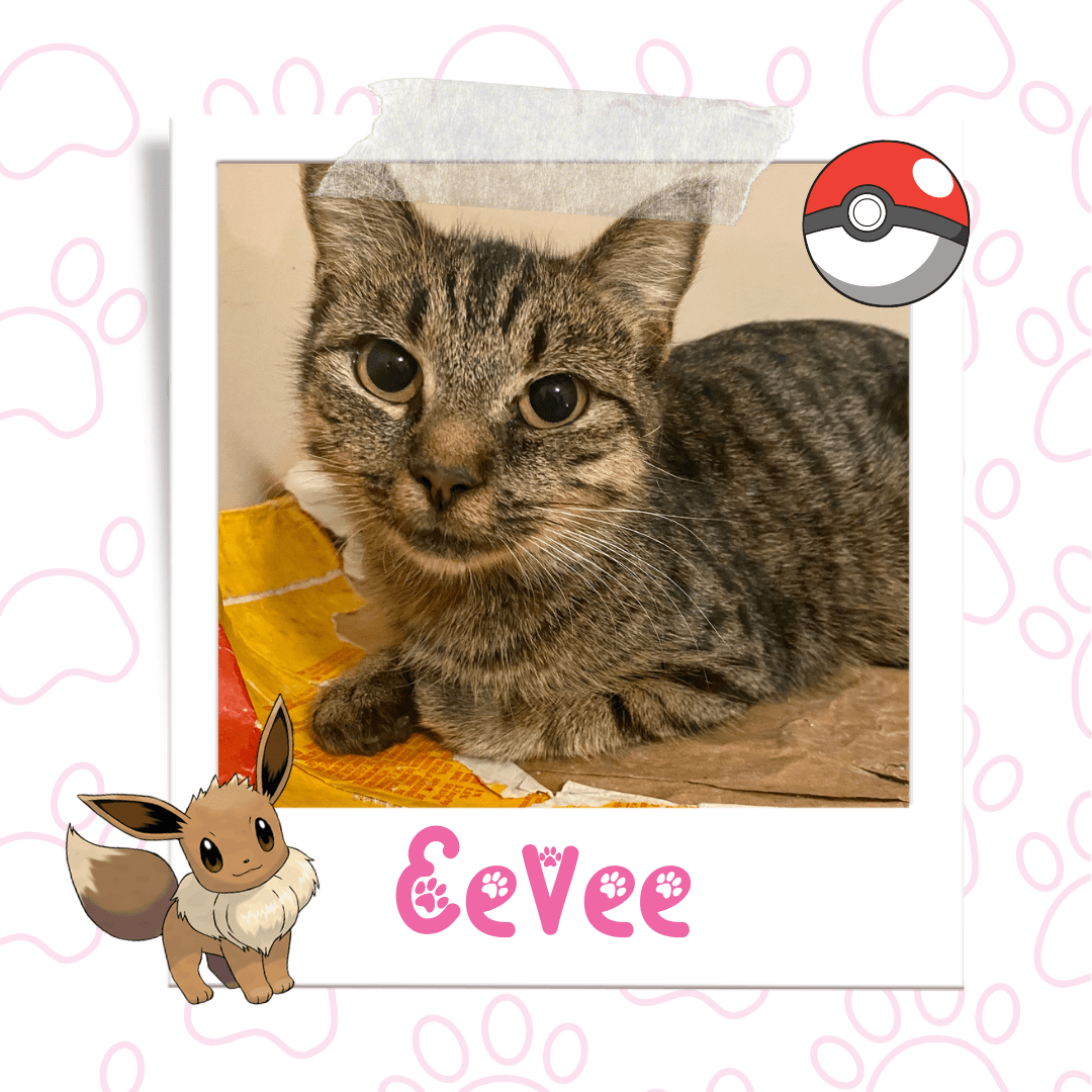 Eevee, Adoptable Cat, Niagara