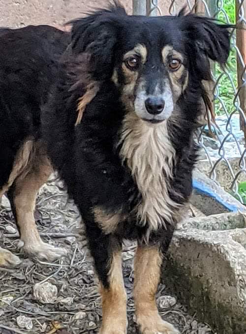 Benson, Adoptable Dog, Niagara