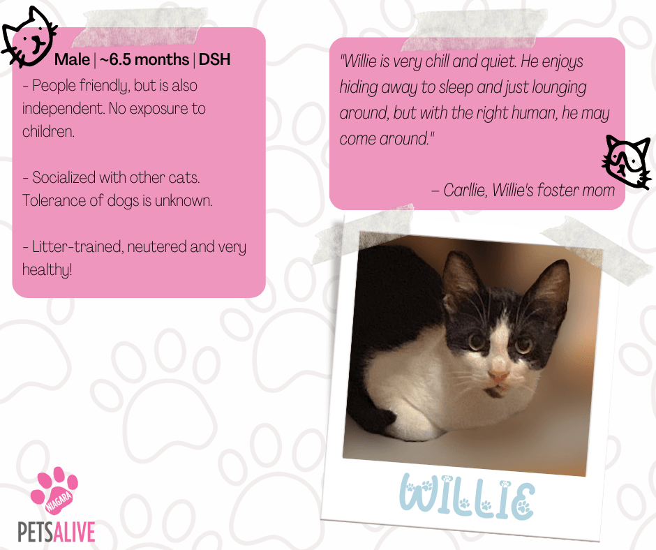 Willie, Adoptable Cat, Niagara