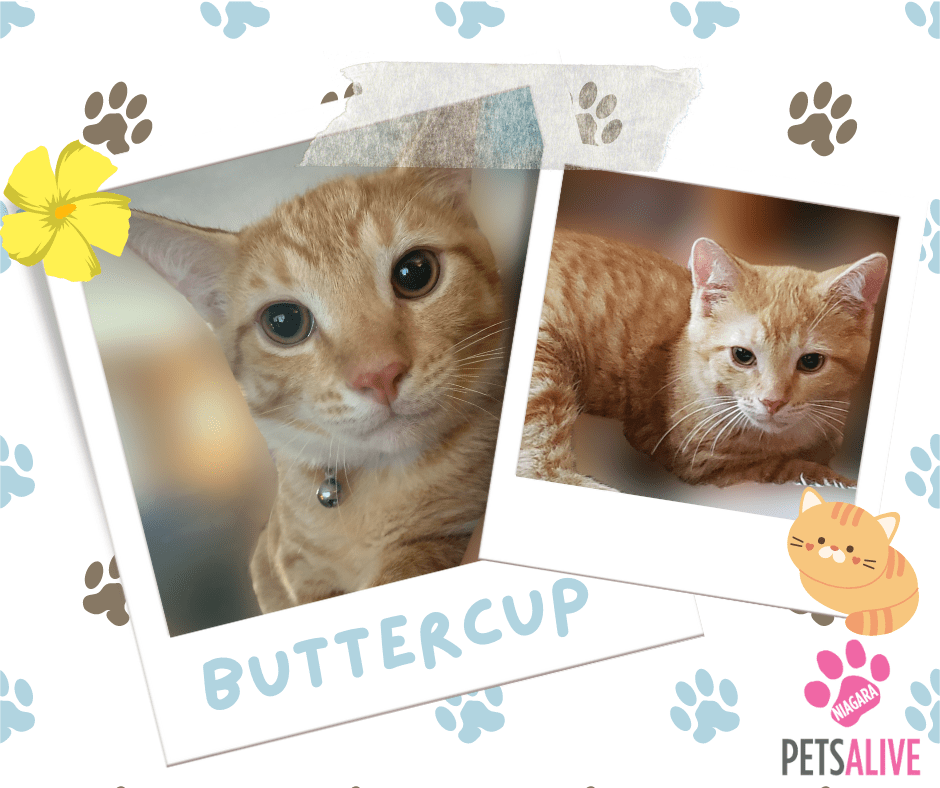 Buttercup, Adoptable Cat, Niagara