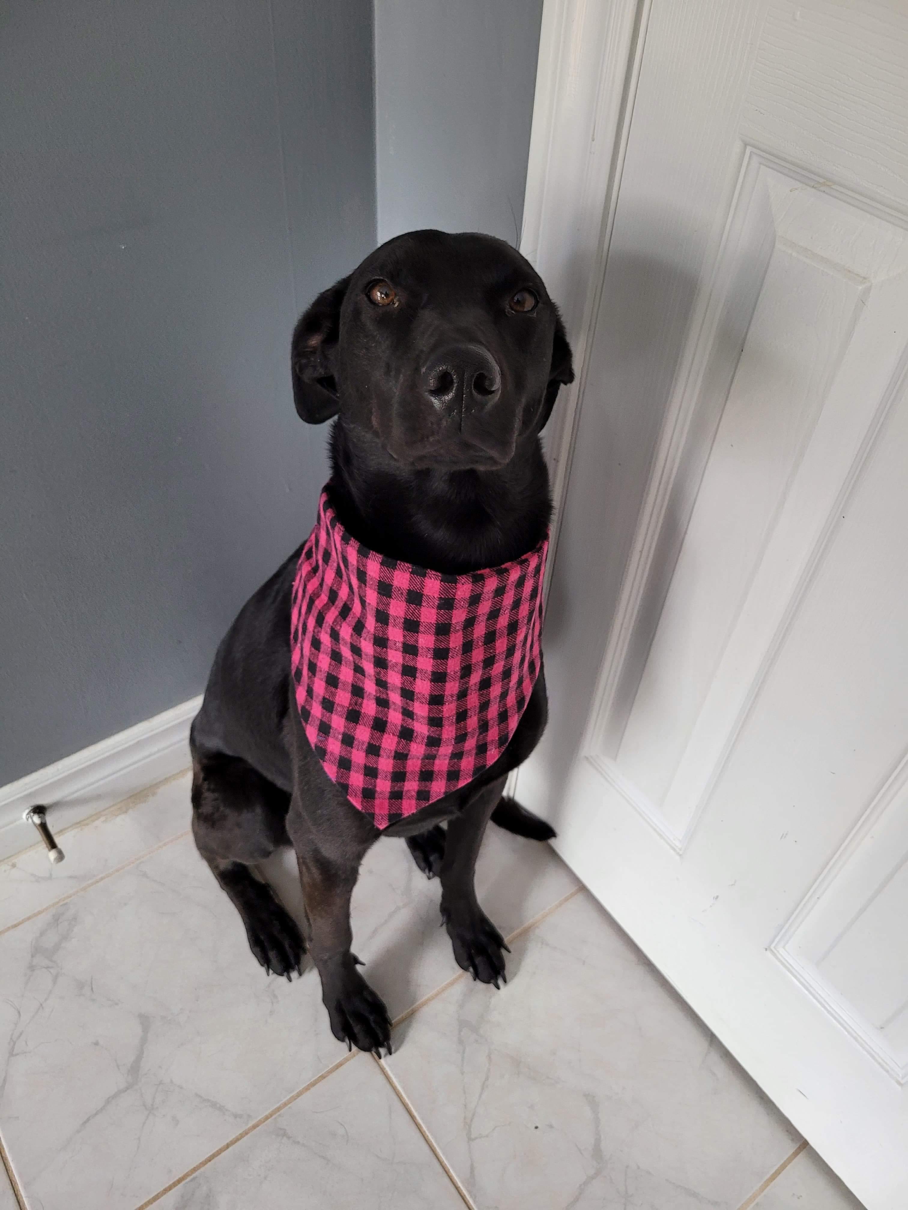 Negrita, Adoptable Dog, Niagara