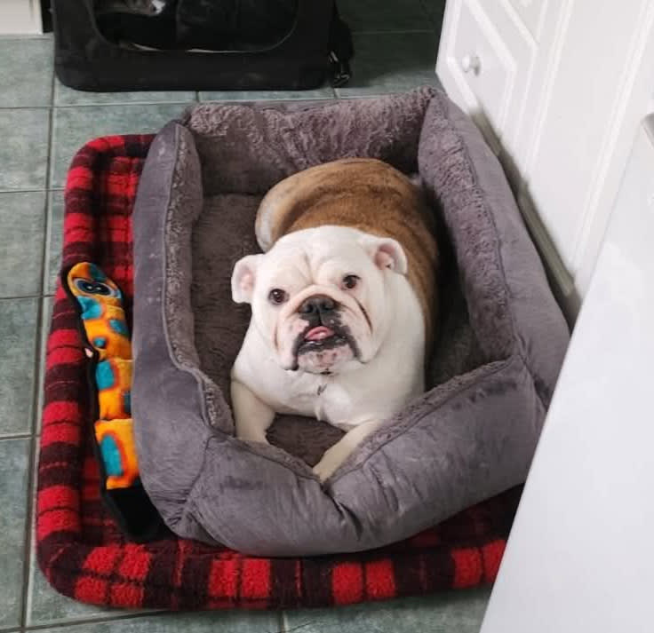 Winnie adoptable bossy english bulldog relaxing in her bed