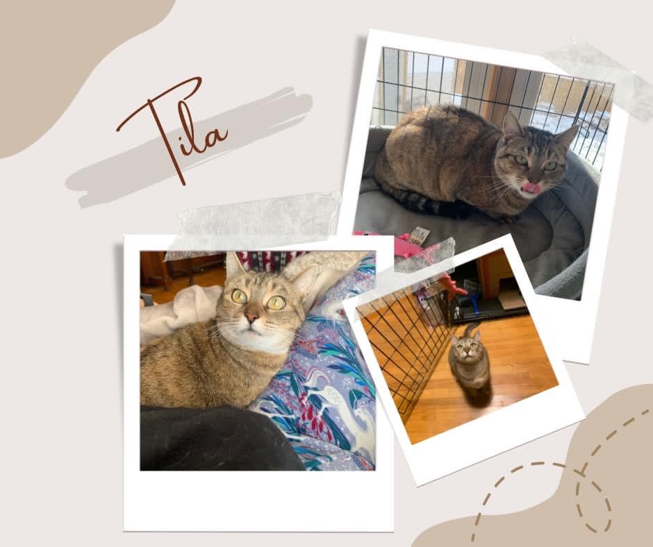 Tila, Adoptable Cat, Niagara