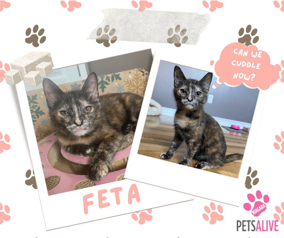 Feta, Adoptable Cat, Niagara