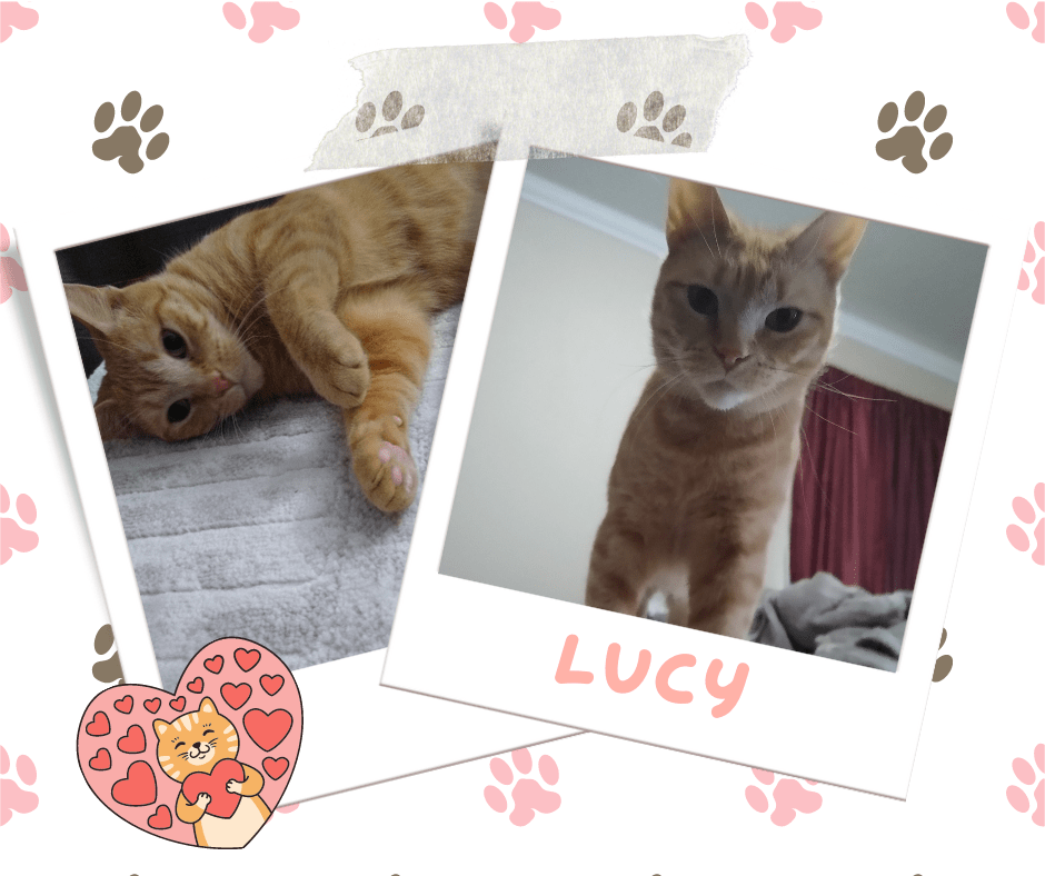 Lucy, Adoptable Cat, Niagara