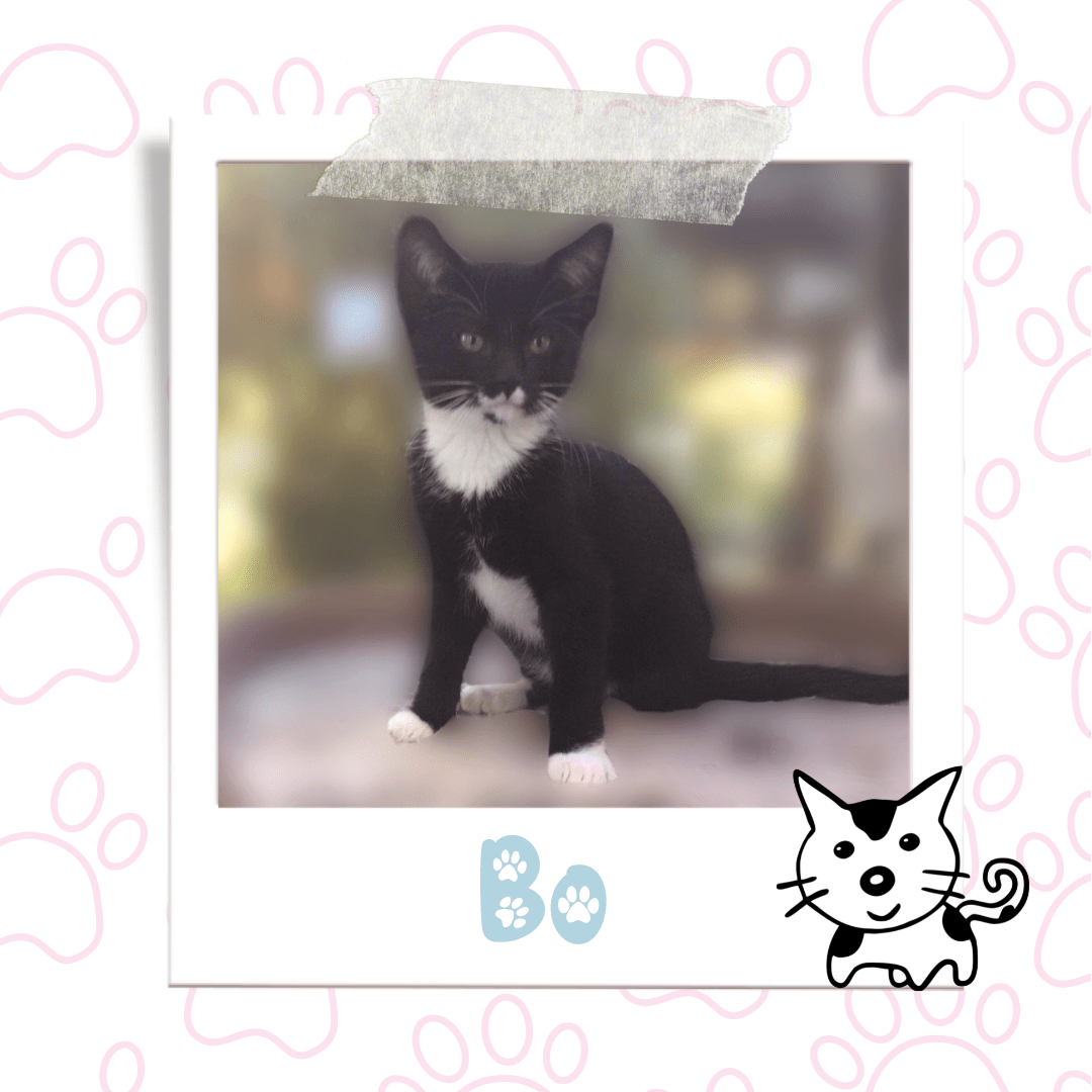 Bo, Adoptable Cat, Niagara