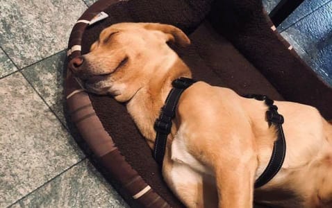 Dog Adoptions | Pets Alive Niagara