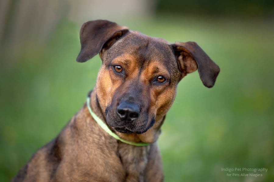 Carol, Adoptable Dog, Niagara