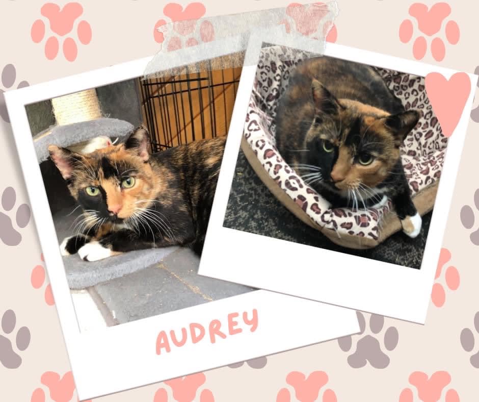 Audrey, Adoptable Cat, Niagara