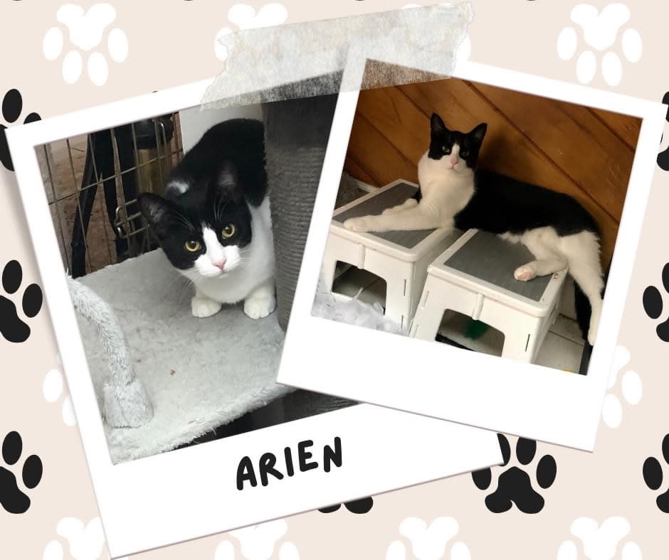 Arien, Adoptable Cat, Niagara