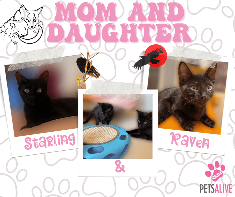 Starling Raven, Adoptable Cat, Niagara