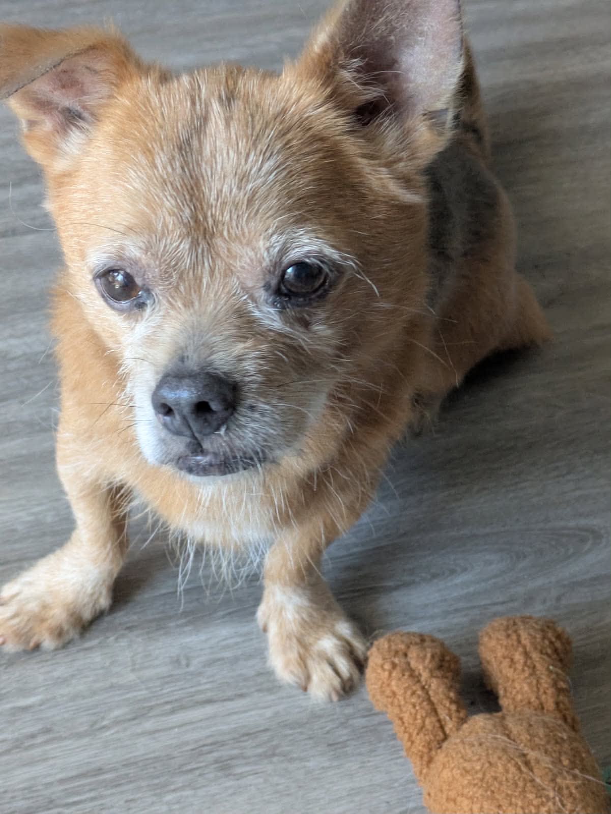 Grumpy chihuahua boy cutie relaxing with his toy