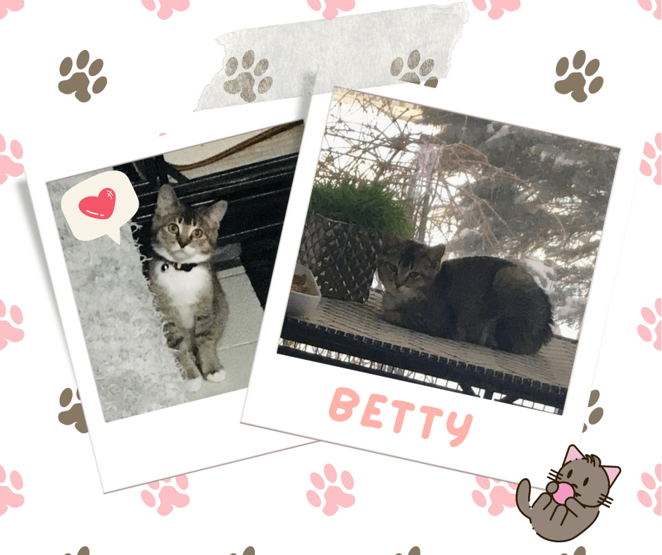Betty, Adoptable Cat, Niagara
