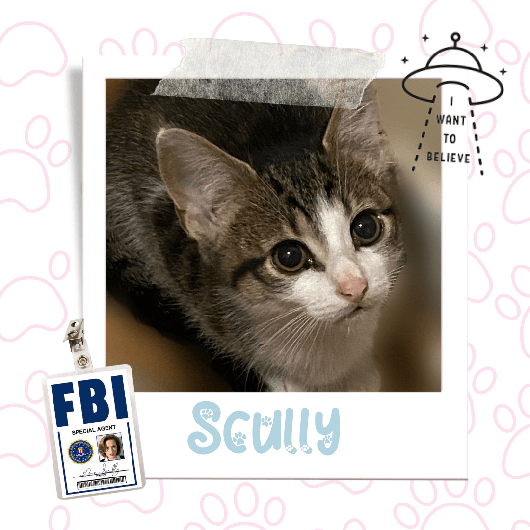 Scully, Adoptable Cat, Niagara