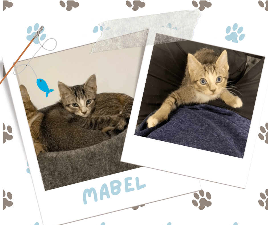Mabel, Adoptable Cat, Niagara